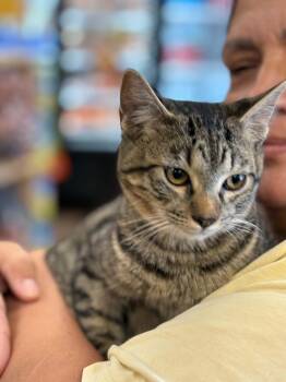 Zander (Debbie-fostered in TN) -  Tabby and Domestic Short Hair Cat for Adoption in Brighton, Tennessee - Zander (Debbie-fostered In TN) | PetCurious