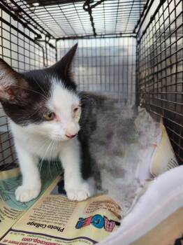 Rescue Domestic Short Hair Cats for Adoption in San Antonio, Texas - MAX | PetCurious