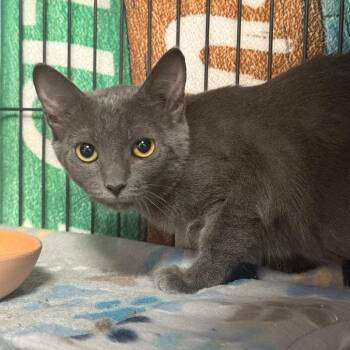 Crystal -  Domestic Short Hair Cat for Adoption in Desert Hot Springs, California - Crystal | PetCurious