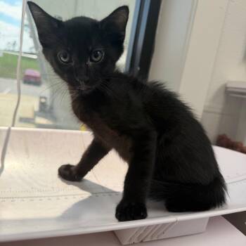 Kennel -  Domestic Short Hair Cat for Adoption in Columbiana, Alabama - Kennel | PetCurious