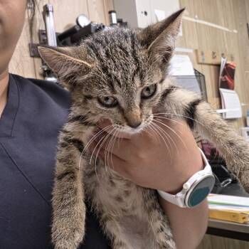 Alarielle -  Domestic Short Hair Cat for Adoption in Leander, Texas - Alarielle | PetCurious
