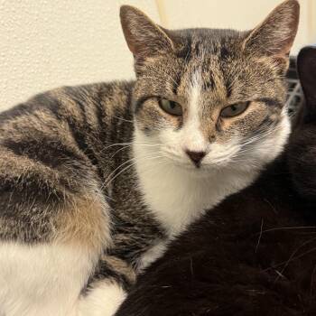 Bunny -  Domestic Short Hair Cat for Adoption in New York, New York - Bunny | PetCurious