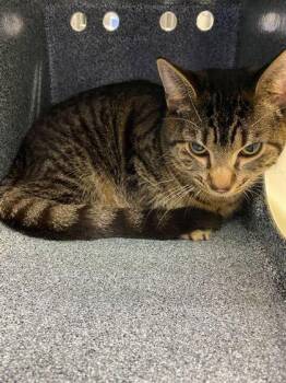 Domestic Short Hair Cats Available for Adoption in Daytona Beach, Florida - Gaga | PetCurious