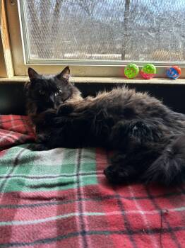 Rescue Domestic Long Hair and Domestic Short Hair Cats for Adoption in Greenwich Township, New Jersey - Zachary | PetCurious
