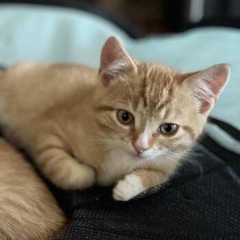 Axel -  American Shorthair and Domestic Medium Hair Cat for Adoption in South Elgin, Illinois - Axel | PetCurious