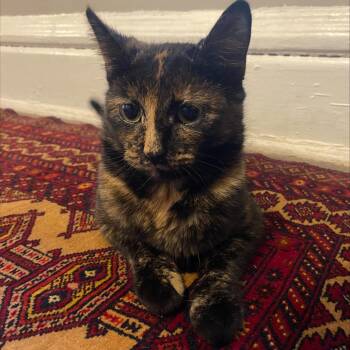 Rescue Domestic Short Hair Cats for Adoption in Chicago, Illinois - Gremlin | PetCurious