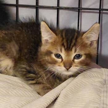 Abra -  Domestic Long Hair Cat for Adoption in Grantsville, Utah - Abra | PetCurious