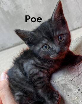 Poe -  Domestic Short Hair Cat for Adoption in Weems, Virginia - Poe | PetCurious