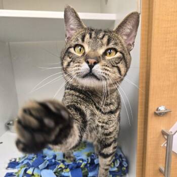 Ameren -  Domestic Short Hair Cat for Adoption in Champaign, Illinois - Ameren | PetCurious