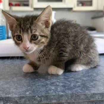 Harry -  Domestic Short Hair Cat for Adoption in Rochester, Minnesota - Harry | PetCurious