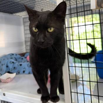 Charley -  Domestic Short Hair Cat for Adoption in Trenton, New Jersey - Charley | PetCurious