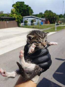 A2478550 -  Domestic Short Hair Cat for Adoption in Fort Lauderdale, Florida - A2478550 | PetCurious