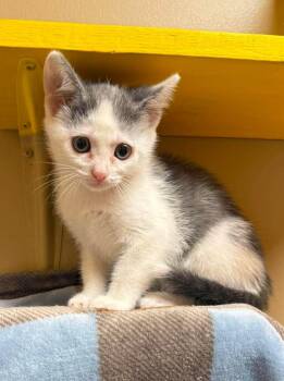 Cirrus -  Domestic Short Hair Cat for Adoption in Maryville, Missouri - Cirrus | PetCurious