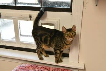 Hehe -  Domestic Short Hair Cat for Adoption in Fairhope, Alabama - Hehe | PetCurious