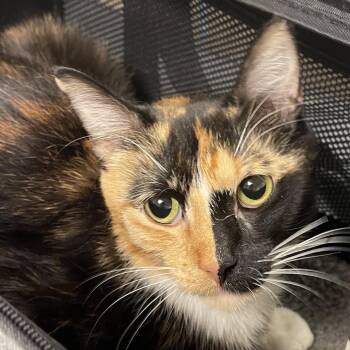 Egg white -  Domestic Short Hair Cat for Adoption in Chicago, Illinois - Egg White | PetCurious