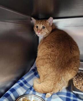 Tangerine -  Domestic Short Hair Cat for Adoption in Black Eagle, Montana - Tangerine | PetCurious