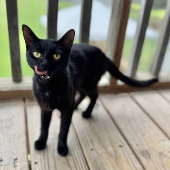 Rescue Domestic Short Hair Cats for Adoption in Brownsboro, Alabama - Meredith | PetCurious