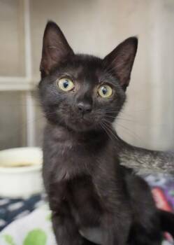 Unagi 64629 -  Domestic Short Hair Cat for Adoption in Aiken, South Carolina - Unagi 64629 | PetCurious