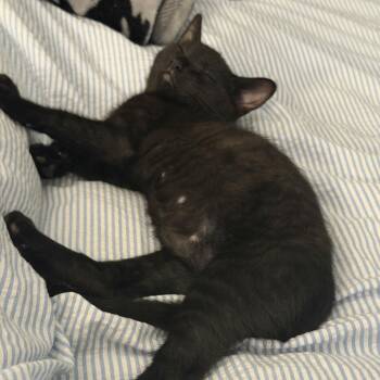 Auggie -  Domestic Short Hair Cat for Adoption in Carmel, Indiana - Auggie | PetCurious