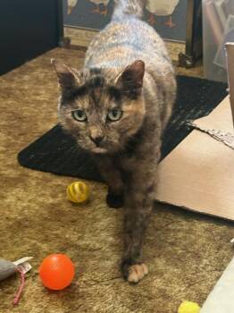 Domestic Short Hair Cats Available for Adoption - Bonbon Cobb | PetCurious