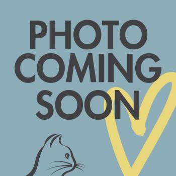 Ruby -  Domestic Short Hair Cat for Adoption in Chicago, Illinois - Ruby | PetCurious