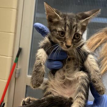 Wyatt 7186 -  Domestic Short Hair Cat for Adoption in Columbus, Georgia - Wyatt 7186 | PetCurious