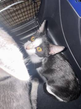 Leonard -  Domestic Short Hair Cat for Adoption in Plumerville, Arkansas - Leonard | PetCurious