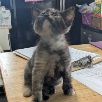 Minnie Me -  Domestic Short Hair Cat for Adoption in San Antonio, Texas - Minnie Me | PetCurious