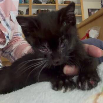 Midna -  Domestic Short Hair Cat for Adoption in Cedaredge, Colorado - Midna | PetCurious