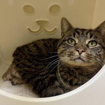 Amigo -  Domestic Short Hair Cat for Adoption in Lynchburg, Virginia - Amigo | PetCurious