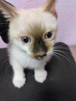 61289733 -  Siamese Cat for Adoption in El Paso, Texas - 61289733 | PetCurious