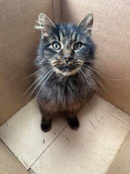 Domestic Long Hair Cats Available for Adoption in Van Wert, Ohio - Prudence | PetCurious