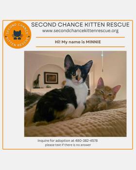 Rescue Tortoiseshell Cats for Adoption in Phoenix, Arizona - MINNIE - Tiny Paws And Heart So Wide, Minnie’s Love Won’t Ever H | PetCurious
