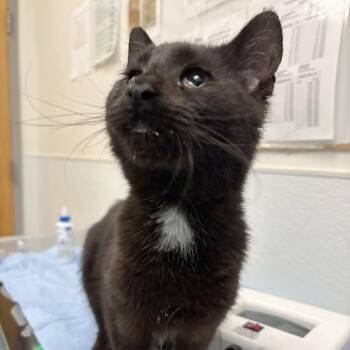 Domestic Short Hair Cats Available for Adoption in Philadelphia, Pennsylvania - Onyx *ringworm* | PetCurious