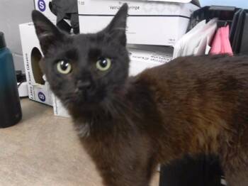 GUS FRING -  Domestic Short Hair Cat for Adoption in Omaha, Nebraska - GUS FRING | PetCurious