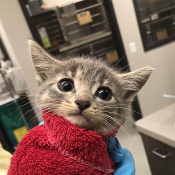 Moonstone -  Domestic Short Hair Cat for Adoption in Oak Park, Illinois - Moonstone | PetCurious