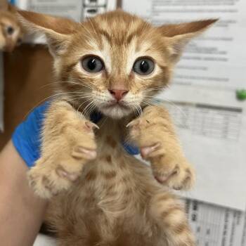 Domestic Short Hair Cats Available for Adoption in Edinburg, Texas - Zion | PetCurious