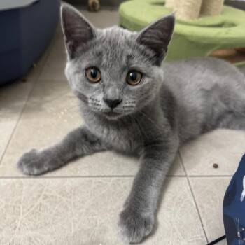 Fifa -  Domestic Short Hair Cat for Adoption in Keizer, Oregon - Fifa | PetCurious