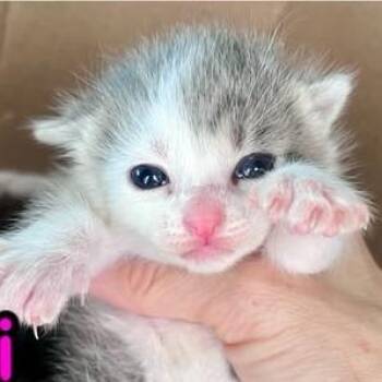 Cari -  Domestic Short Hair Cat for Adoption in Winchester, Virginia - Cari | PetCurious