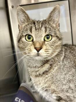Willia -  Domestic Short Hair Cat for Adoption in Wichita, Kansas - Willia | PetCurious