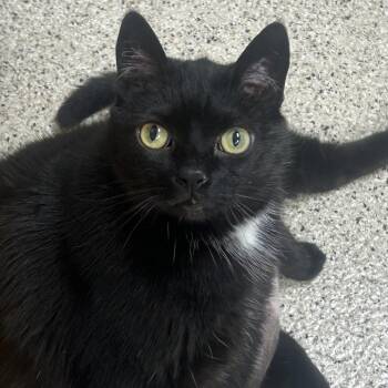 Lily -  Domestic Short Hair Cat for Adoption - Lily | PetCurious