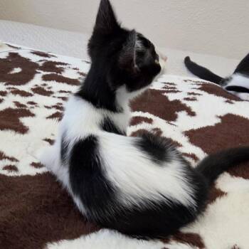 Heart -  Domestic Short Hair Cat for Adoption in Westminster, California - Heart | PetCurious