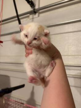 Domestic Short Hair Cats Available for Adoption in Augusta, Georgia - Sprout | PetCurious