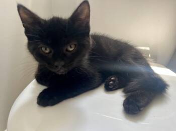 Echo -  Domestic Short Hair Cat for Adoption in Hamilton, Ontario - Echo | PetCurious