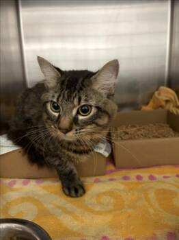 *GOOD SAM -  Domestic Short Hair Cat for Adoption in Woodland, California - *GOOD SAM | PetCurious