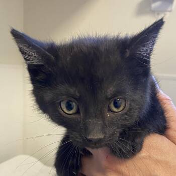 Elias (26-2O-2) -  Domestic Short Hair Cat for Adoption in Rifle, Colorado - Elias (26-2O-2) | PetCurious