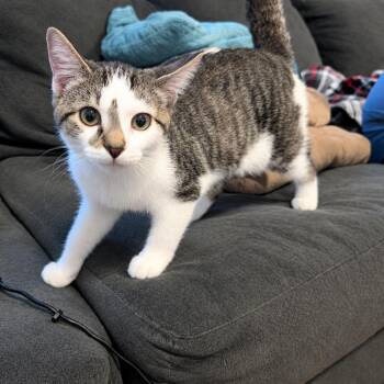 Stripe -  Domestic Short Hair Cat for Adoption in Gibsonia, Pennsylvania - Stripe | PetCurious