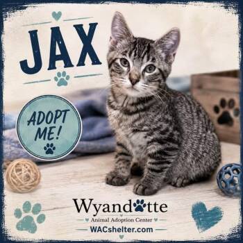 JAX -  Domestic Short Hair Cat for Adoption in Wyandotte, Michigan - JAX | PetCurious