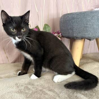 Everest -  Domestic Short Hair Cat for Adoption in Long Beach, Mississippi - Everest | PetCurious