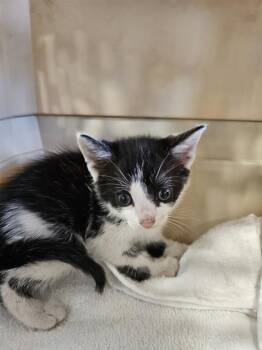 Domestic Short Hair Cats Available for Adoption in Palmetto, Florida - A135570 | PetCurious
